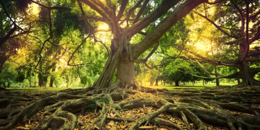 Constellation familiale et systémique – séances individuelles - Chastre, dans les environs de Chaumont-Gistoux, Court-st-Etienne, Mont-st-Guibert, Ottignies-LLN, Villers-la-Ville, Walhain, Wavre, Gembloux, Perwez, Sombreffe