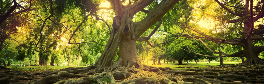 Constellation familiale et systémique – séances individuelles - Chastre, dans les environs de Chaumont-Gistoux, Court-st-Etienne, Mont-st-Guibert, Ottignies-LLN, Villers-la-Ville, Walhain, Wavre, Gembloux, Perwez, Sombreffe